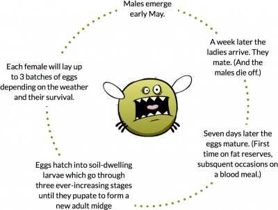 life-cycle-1.png