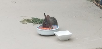 bunny eating.jpg